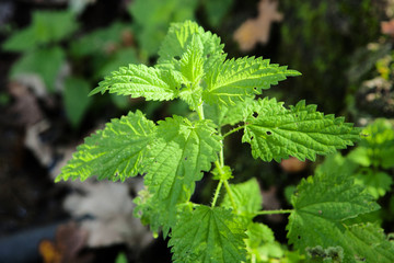 Branch plant nature nettle