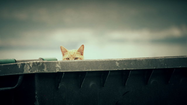 Stray alley cats on a garbage bin in the big city