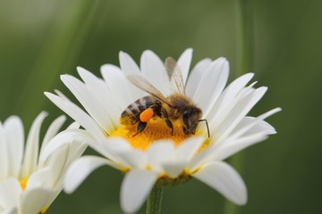 Eine Biene in einer Margerite