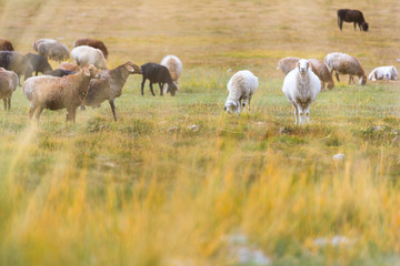 Obraz na płótnie Canvas Sheeps & Goats In High Pasture of Karakoram Highway