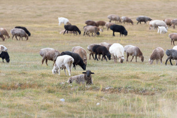 Fototapeta premium Sheeps & Goats In High Pasture of Karakoram Highway