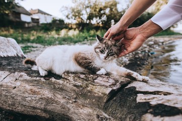 man stroking a small kitten