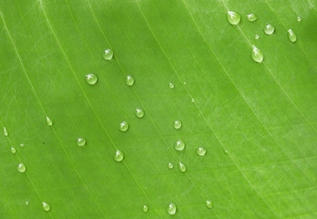 closeup water drop on green fresh banana leaf