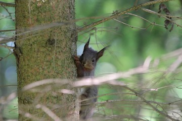 Eichhörnchen am Stamm