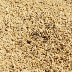 closeup Black ants in desert near an anthill