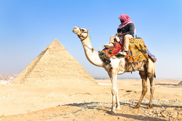 Camel at Giza pyramides, Cairo, Egypt.