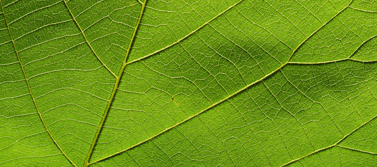 close up of green leaf texture ( teak leaf )