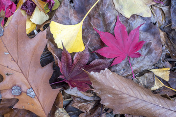 Obraz premium Autumn leaves on ground