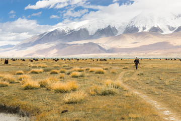 Grassland around Muztagh Ata and Karakuli Lake, Pamir Mountains, Kasgar, Xinjiang, China - 96748673