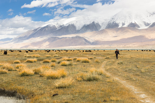 Fototapeta Grassland around Muztagh Ata and Karakuli Lake, Pamir Mountains, Kasgar, Xinjiang, China