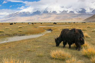 Grassland with Muztagh Ata mountain and Karakuli Lake, Pamir Mountains, Kasgar, Xinjiang, China