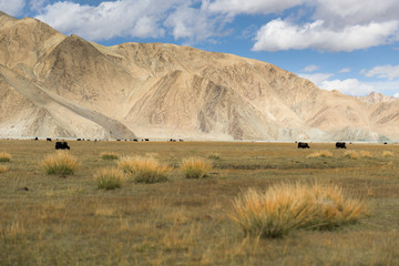 Grassland with Muztagh Ata mountain and Karakuli Lake, Pamir Mountains, Kasgar, Xinjiang, China