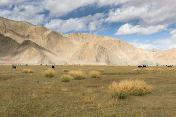 Grassland with Muztagh Ata mountain and Karakuli Lake, Pamir Mountains, Kasgar, Xinjiang, China