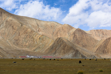 Grassland with Muztagh Ata mountain and Karakuli Lake, Pamir Mountains, Kasgar, Xinjiang, China