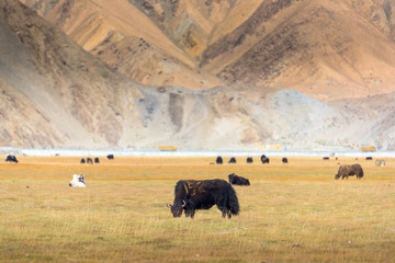Grassland with Muztagh Ata mountain and Karakuli Lake, Pamir Mountains, Kasgar, Xinjiang, China