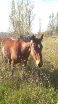 ronzino equino