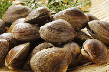 あさり　貝　 Manila clam