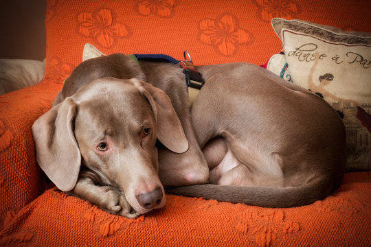 Cane di razza Weimaraner raggomitolato tranquillo  sul divano del salotto