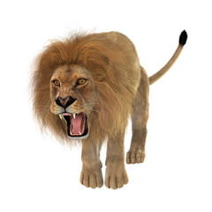 Male Lion on White