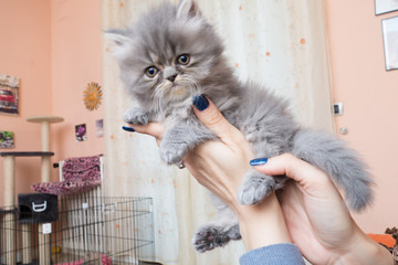 Mani di donna che sorreggono un piccolo gatto persiano tortie  a pelo lungo grigio 