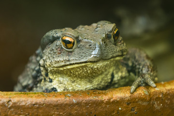 Asian Toad with its paw on the edge of a bowl