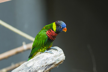 Parrot sitting on a branch