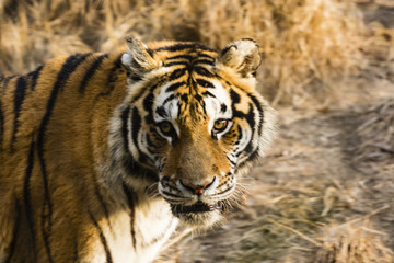 Fototapeta na wymiar Tiger looking into the camera