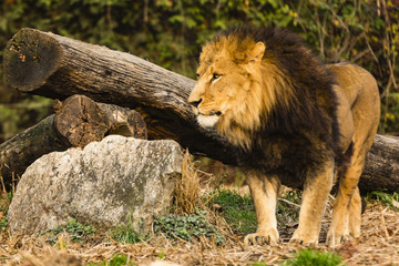 Standing lion infront of rock and tree stem looking away from ca