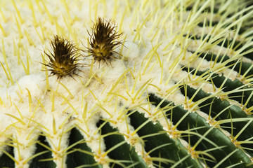 detail shot of a cactus