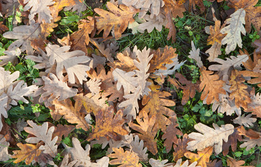 Ground full of fallen oak leaves
