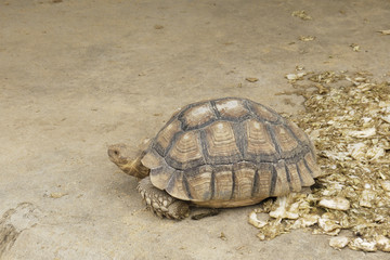 Elongated Tortoise - Indotestudo elongata