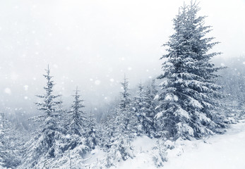 Spruce Tree foggy Forest Covered by Snow in Winter Landscape.