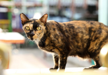 Cat with yellow eyes on the wall