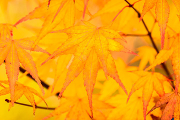 Maple leaf