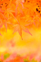 Maple leaf