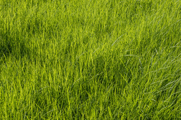 Green grass surface background