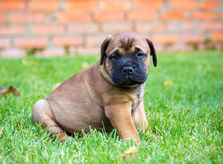 Bullmastiff puppy on a lawn