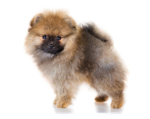 Obraz premium Pomeranian puppy on a white background