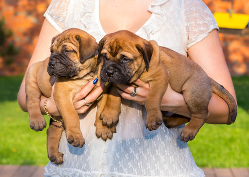 English bullmastiff on sale puppies