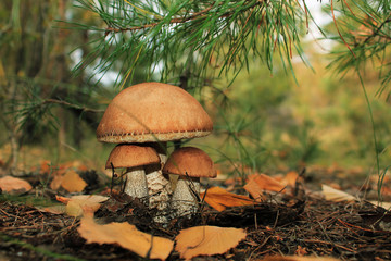 семейство подберёзовиков © xeniafalke