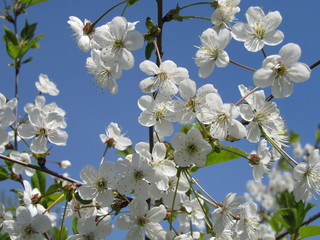 Blossoming cherry tree in the garden in spring