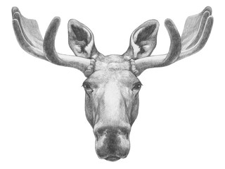 Fototapeta na wymiar Portrait of Moose. Hand drawn illustration.