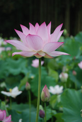 Obraz premium ハス