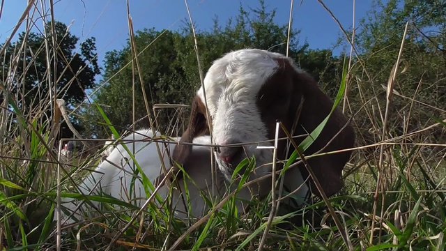 Burenziege mit neugeborenem  Lamm auf der Weide