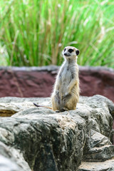 Lovely meerkat surikate.