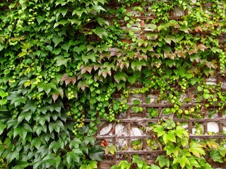 Naklejka na ściany i meble Green woodbine growing on the wall