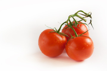 Closeup of tomatoes on the vine on a white background