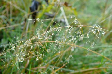 cobweb and dew