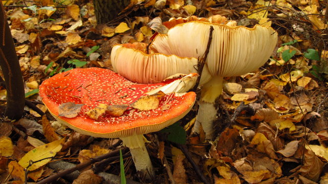 fly amanitas with fallen leaves on their caps in autumn