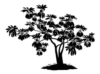 Exotic plant, silhouette